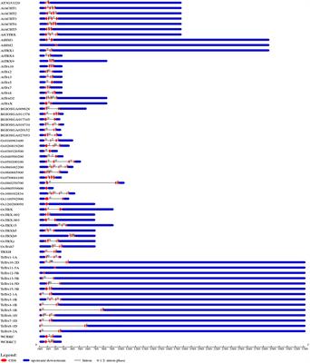 Genome-Wide Identification and Expression Analysis of the Thioredoxin (Trx) Gene Family Reveals Its Role in Leaf Rust Resistance in Wheat (Triticum aestivum L.)